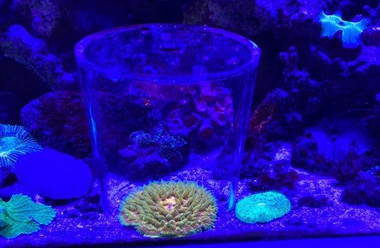 Coral Protective Cover 120mm