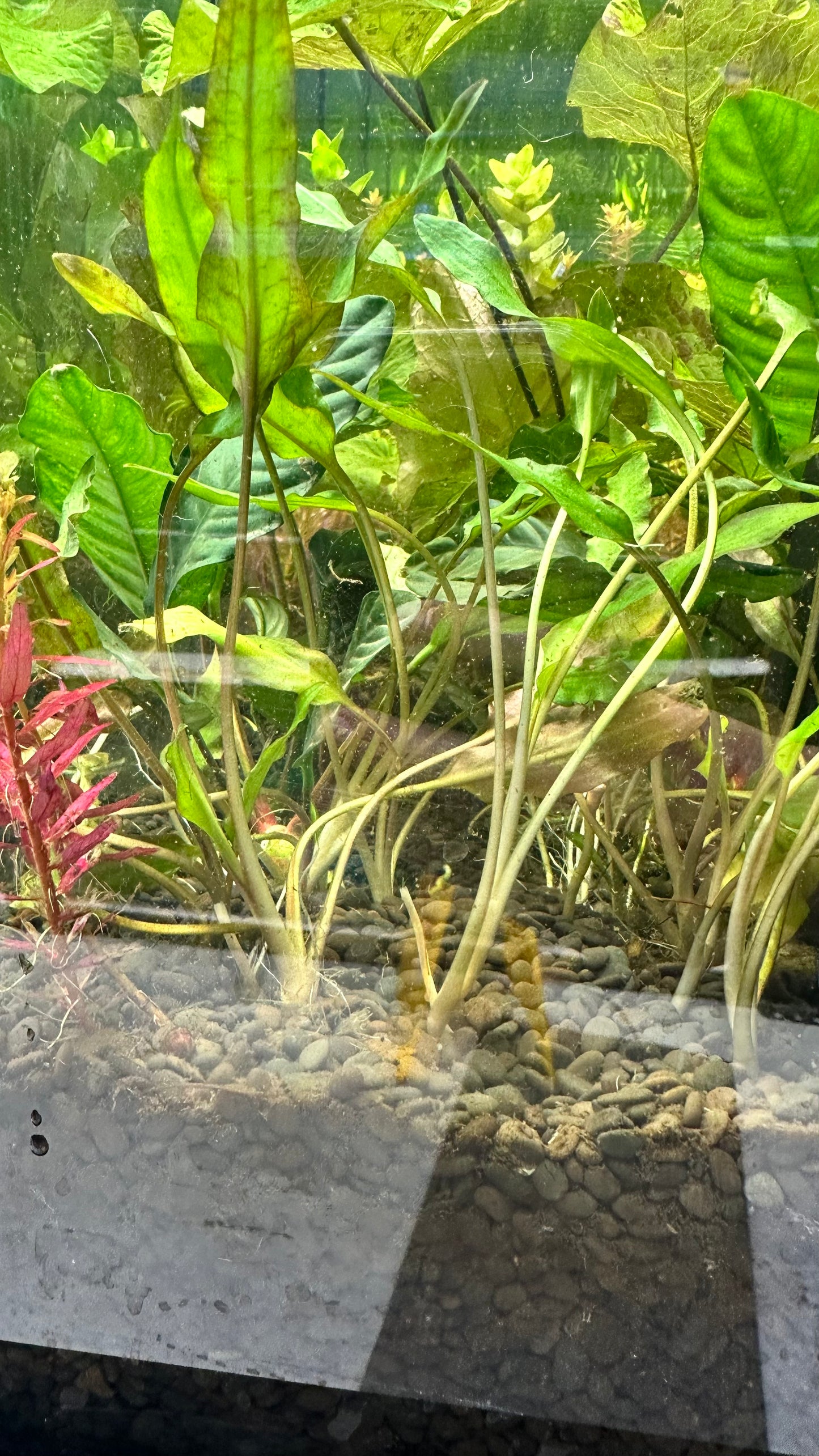 Live Plant Assorted Cryptocoryne Large