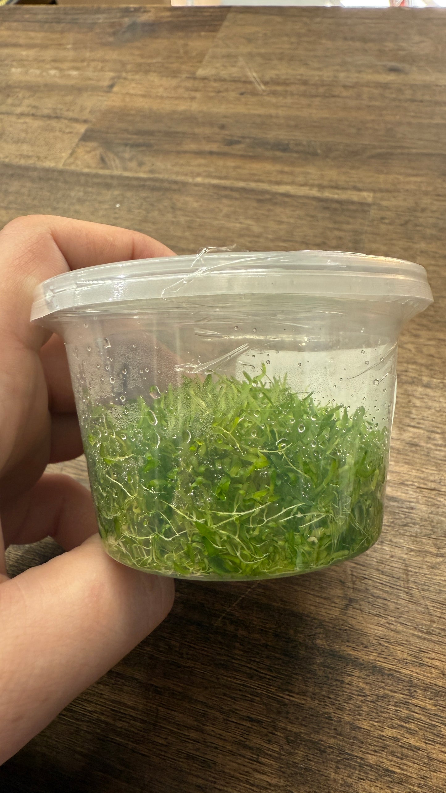 Live Plant Utricularia Graminifolia Tissue Culture