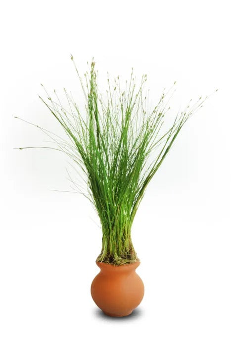 Live Plant Hairgrass Vase Pot