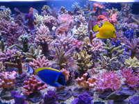 Korallenzucht 24W T5 Fiji Purple