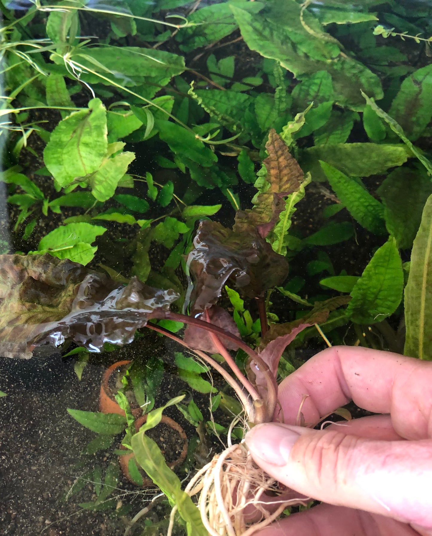 Live Plant Cryptocoryne Wendtii 'Red' Small
