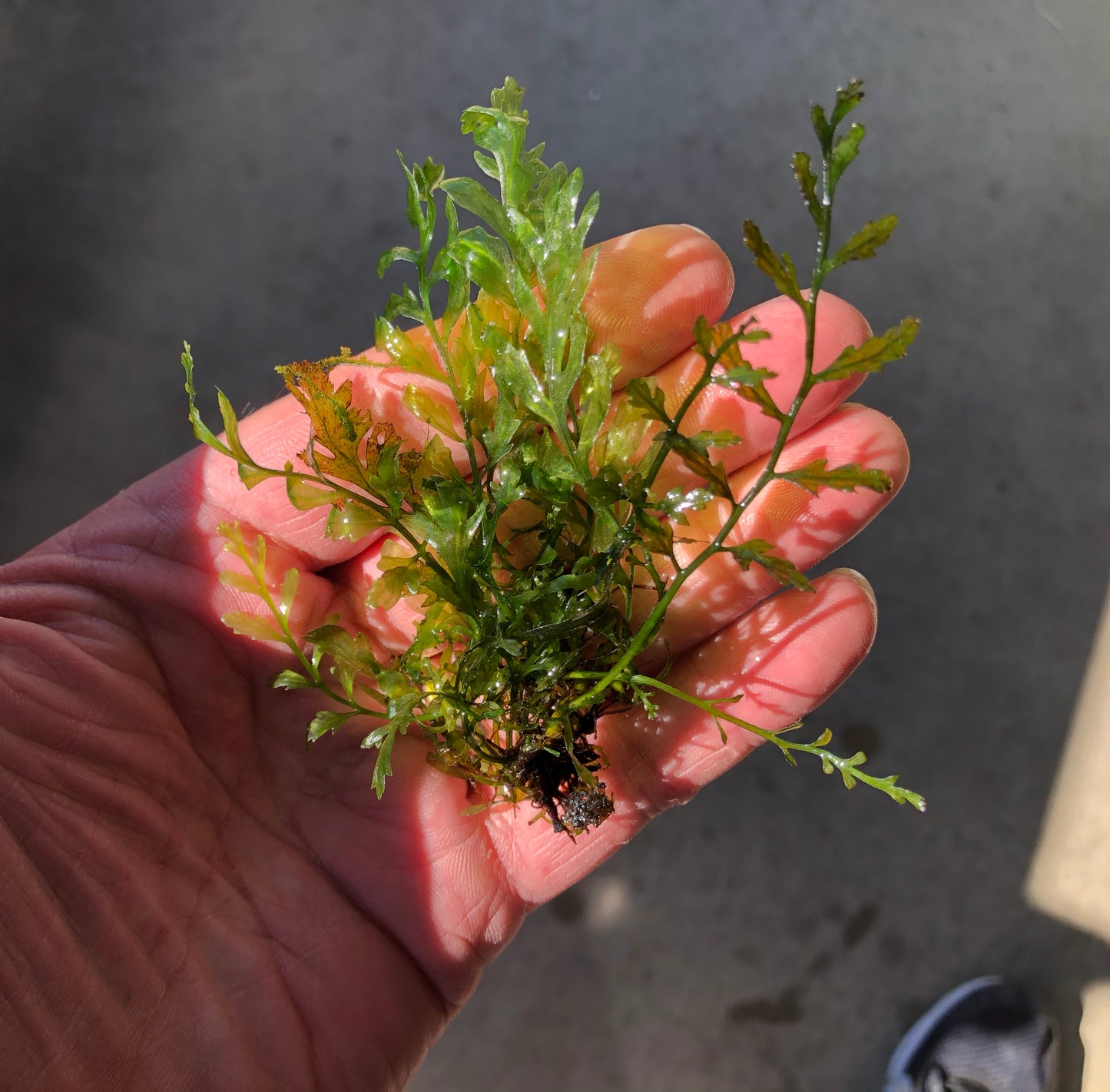 Live Bolbitis fern per clump