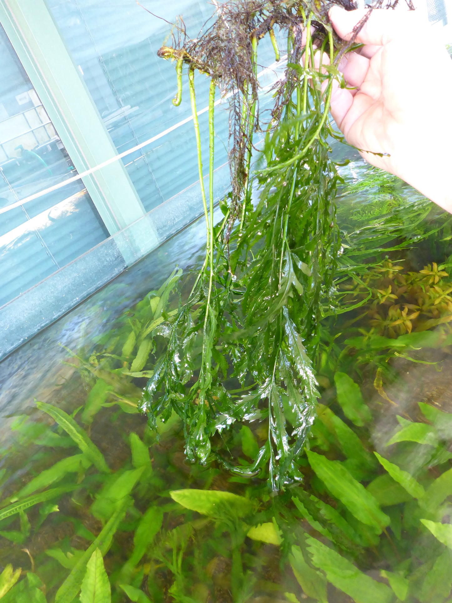 Live Bolbitis fern per clump Large