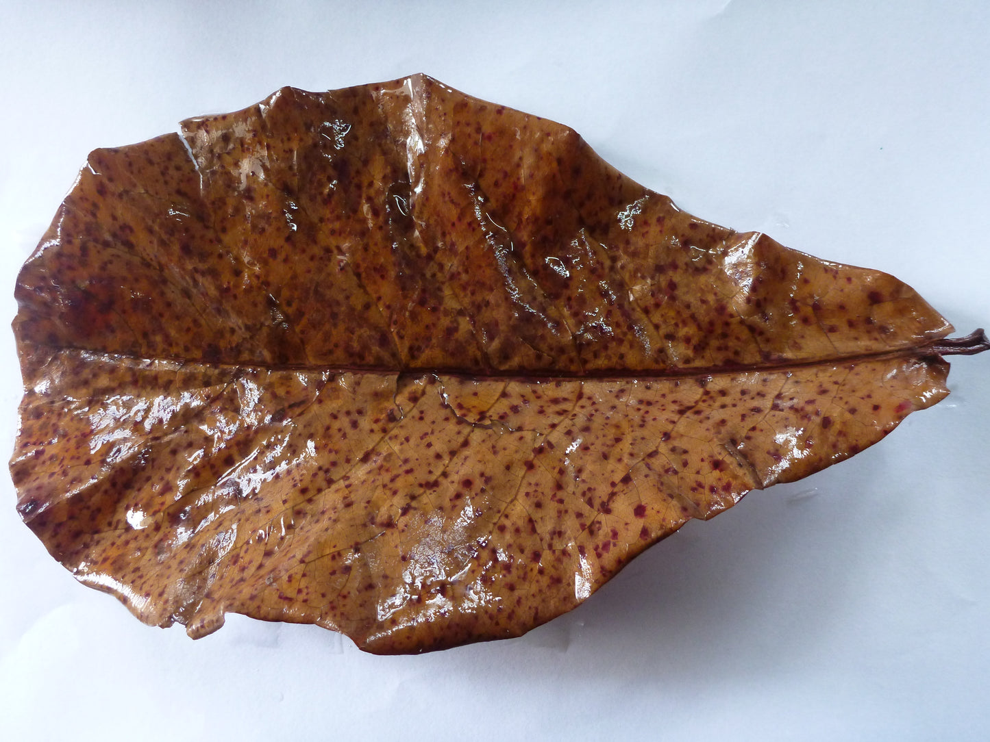 Terminalia/Indian Almond Leaves 10 pack