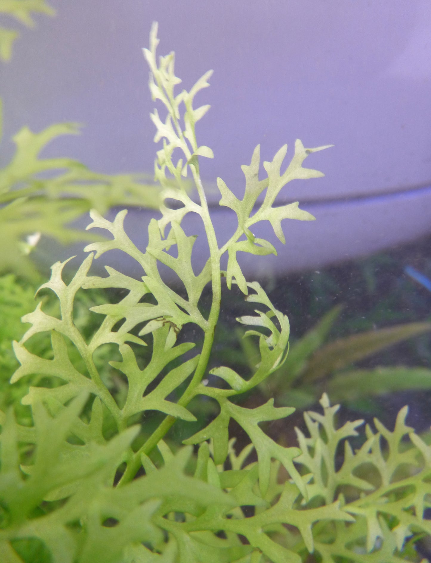 Live Lace Fern plant