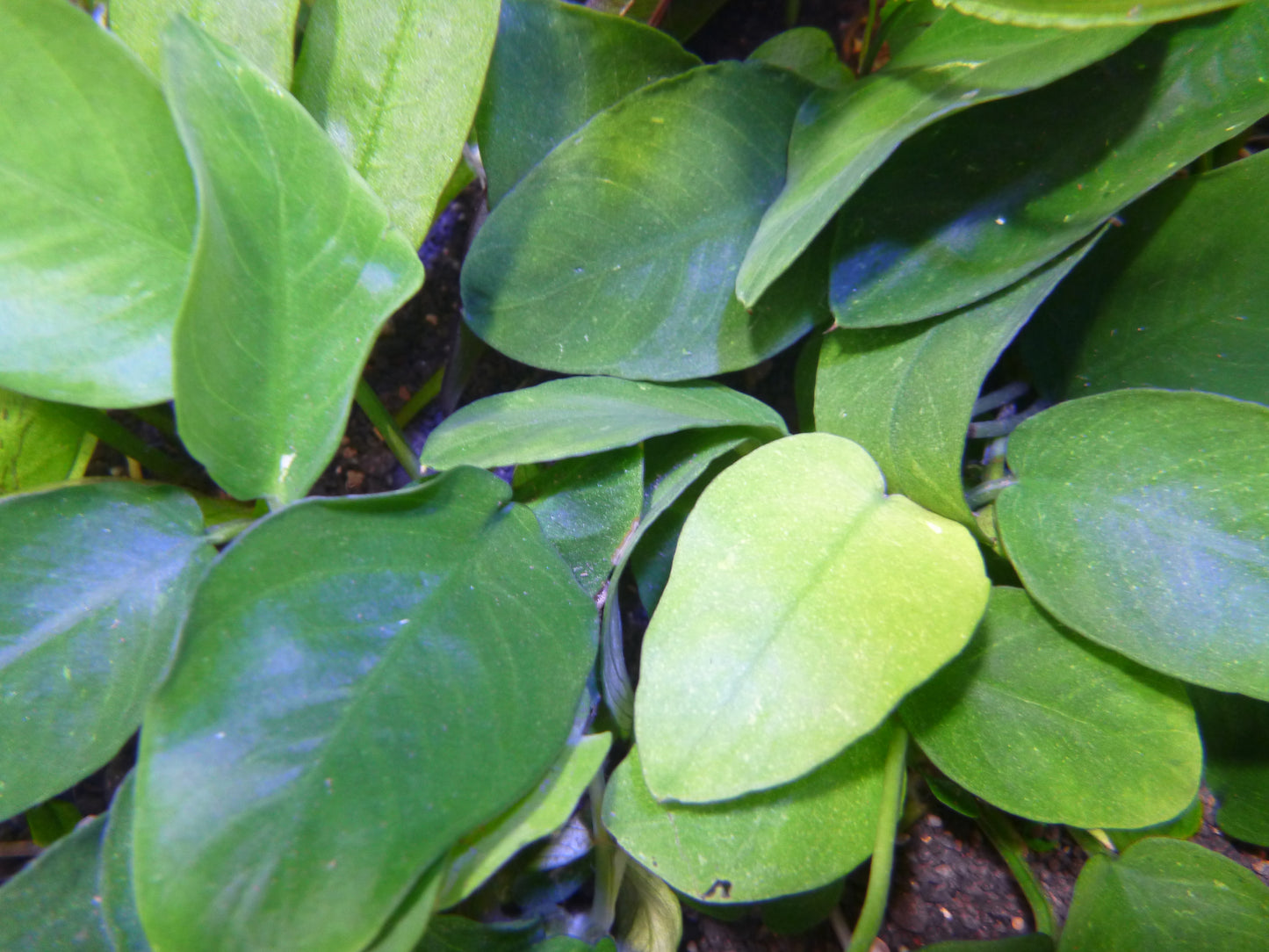 Live plant Anubias nana