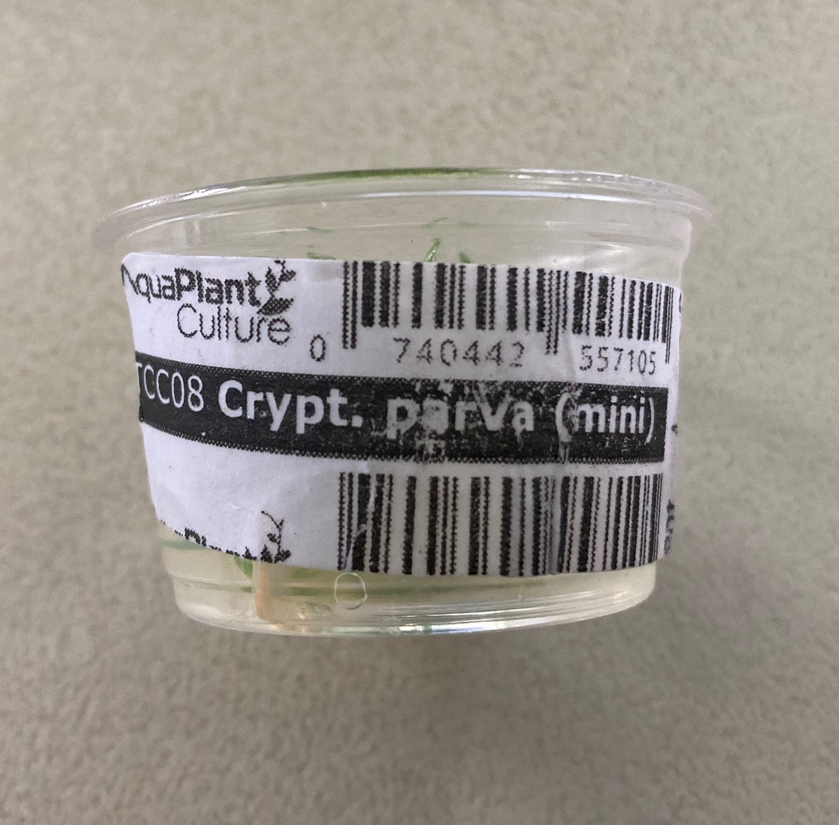 Live Tissue culture Cryptocoryne parva per MINI pot