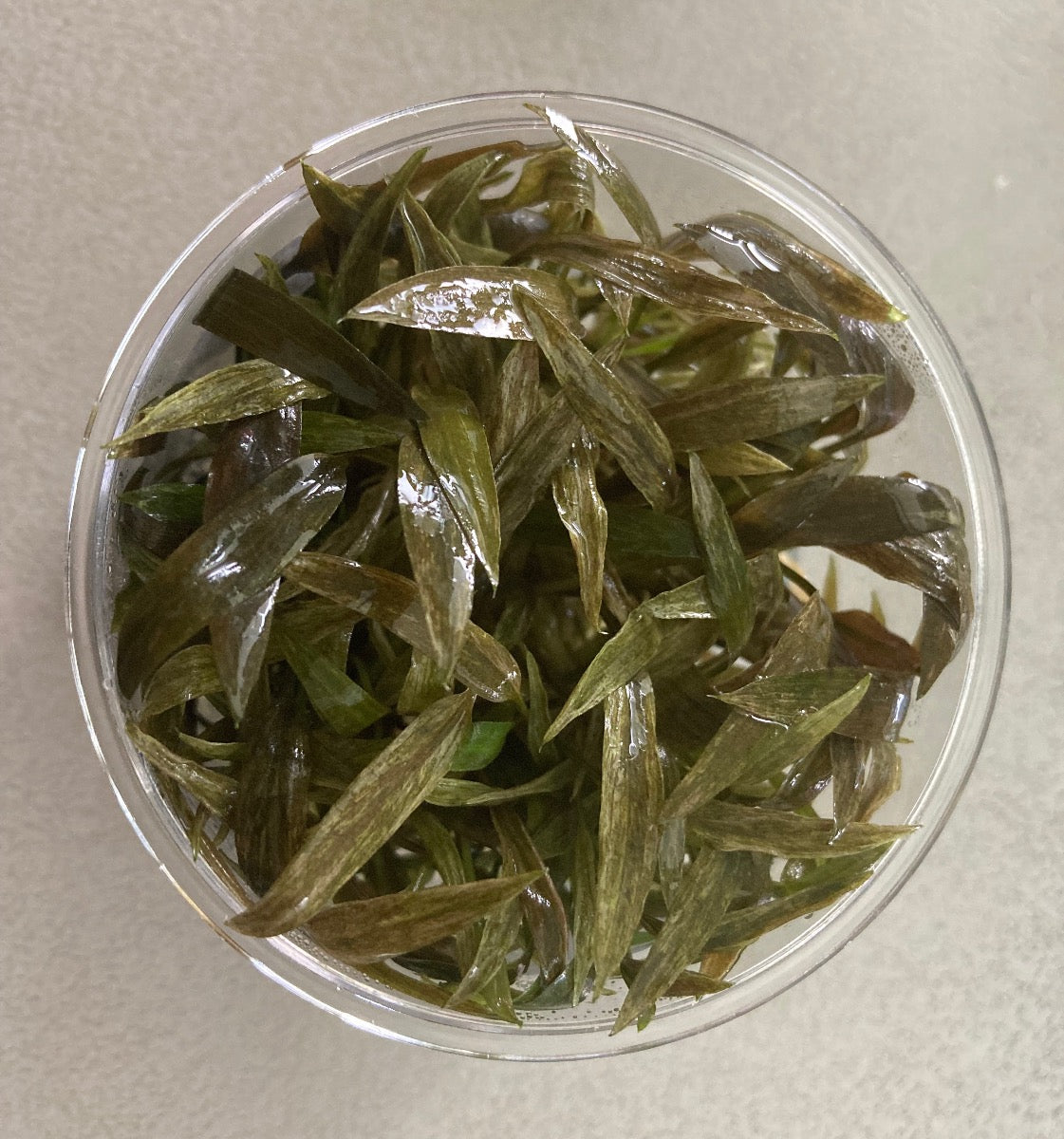 Cryptocoryne becketii Tissue culture cup.