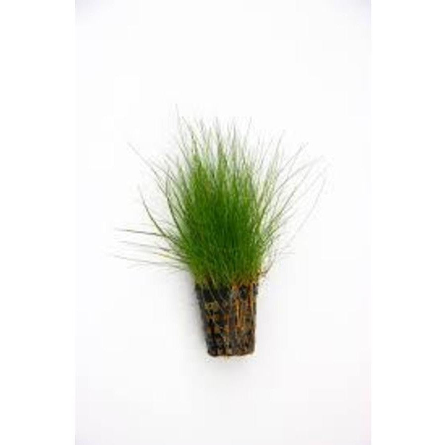 Live Plant Eleocharis Belem ‘Dwarf Hair Grass’  5cm pot