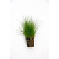 Live Plant Eleocharis Belem ‘Dwarf Hair Grass’  5cm pot