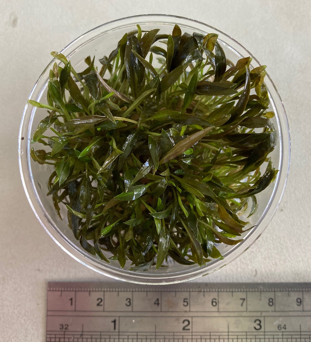 Cryptocoryne moiya Tissue Culture cup