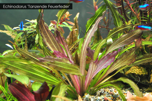 Live Plant Echinodorus 'Fire Feather' (Tanzende Feuerfeder) 5cm pot