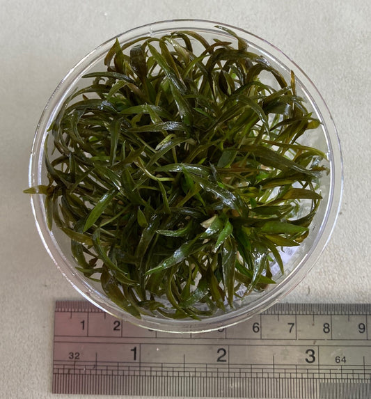 Cryptocoryne undulata tissue culture cup