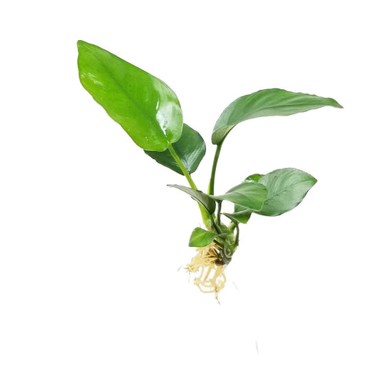 Live Plant Assorted Anubias Plant Small 10-12cm