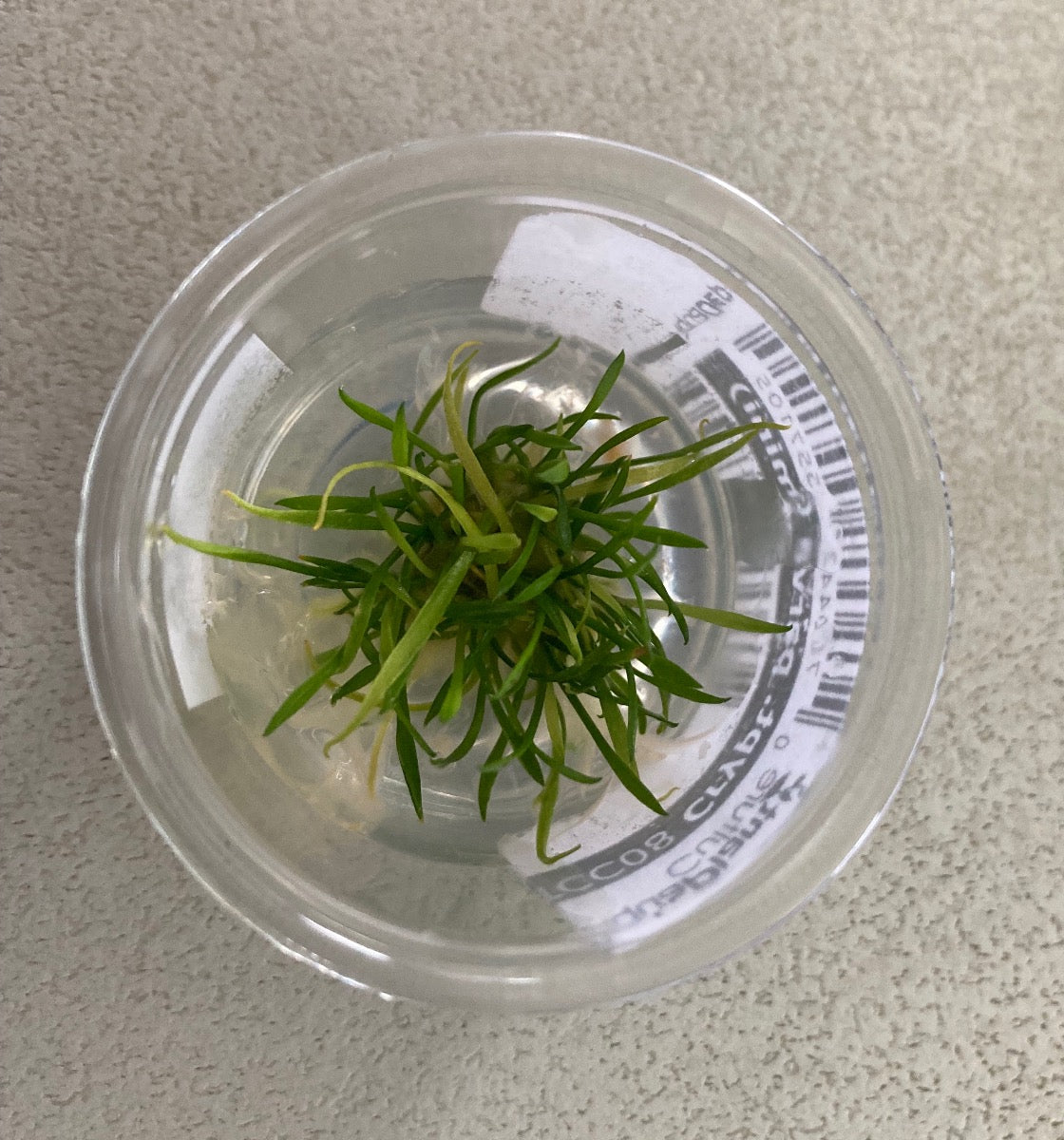 Live Tissue culture Cryptocoryne parva per MINI pot