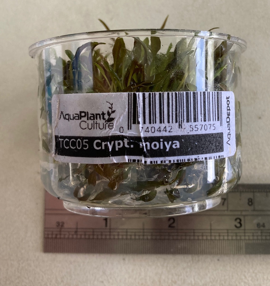 Cryptocoryne moiya Tissue Culture cup