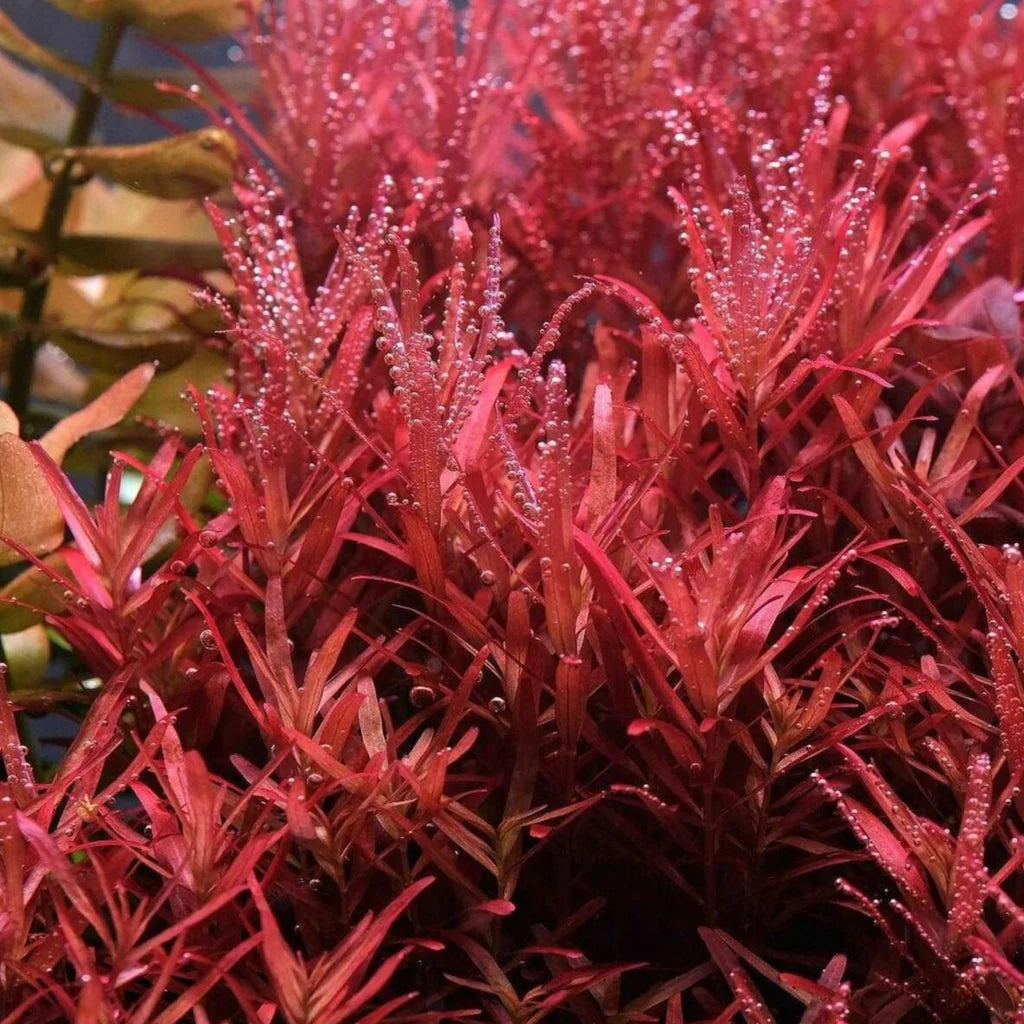 Live Plant Rotala 'Blood Red' Tissue Culture