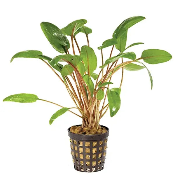 Live Plant Assorted Cryptocoryne 5cm pot