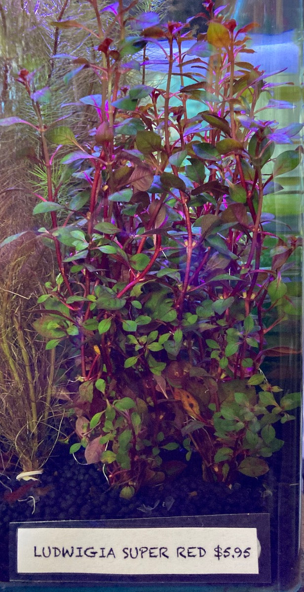 Live Plant Ludwigia 'Super Red'