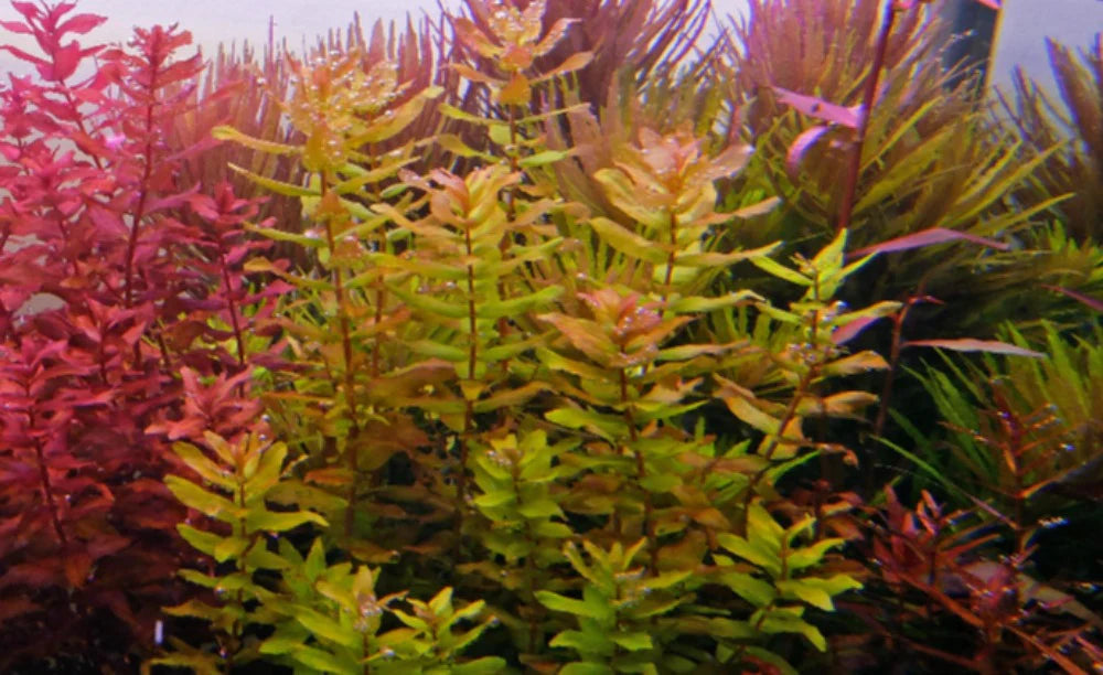 Live Plant Rotala Macrandra 'Green' Tissue Culture