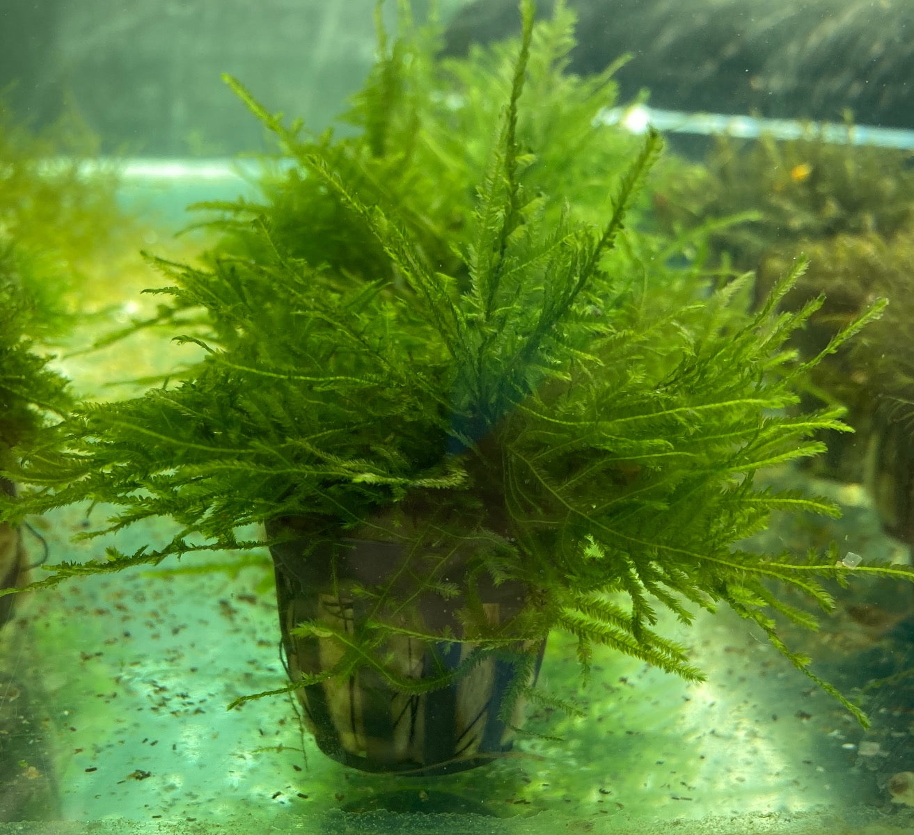 Peacock Moss small pot