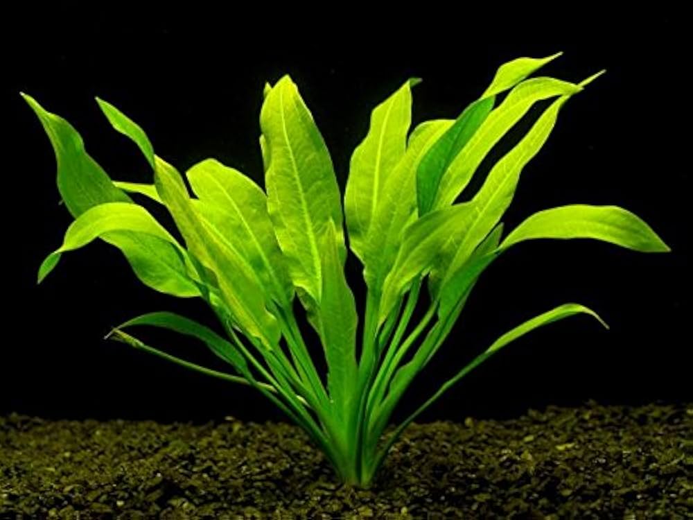 Live Plant Amazon Swords 5-10cm (Bare-Roots)