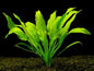 Live Plant Amazon Swords 15-20cm (Bare-Roots)