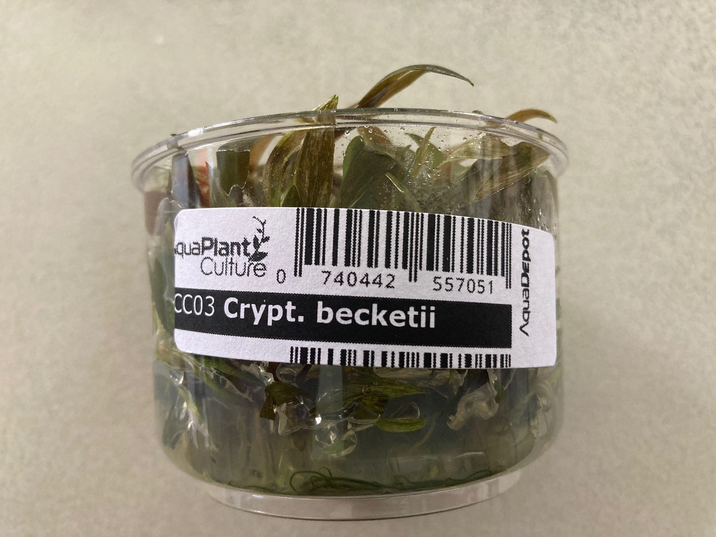 Cryptocoryne becketii Tissue culture cup.