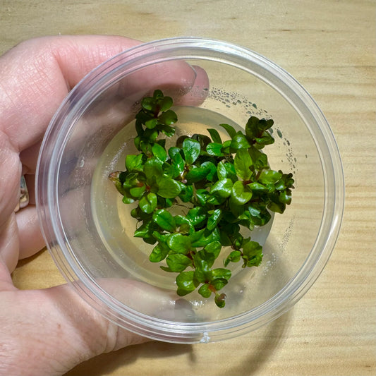 Live Plant Rotala Rotundifolia 'Colorata' Tissue Culture Pot