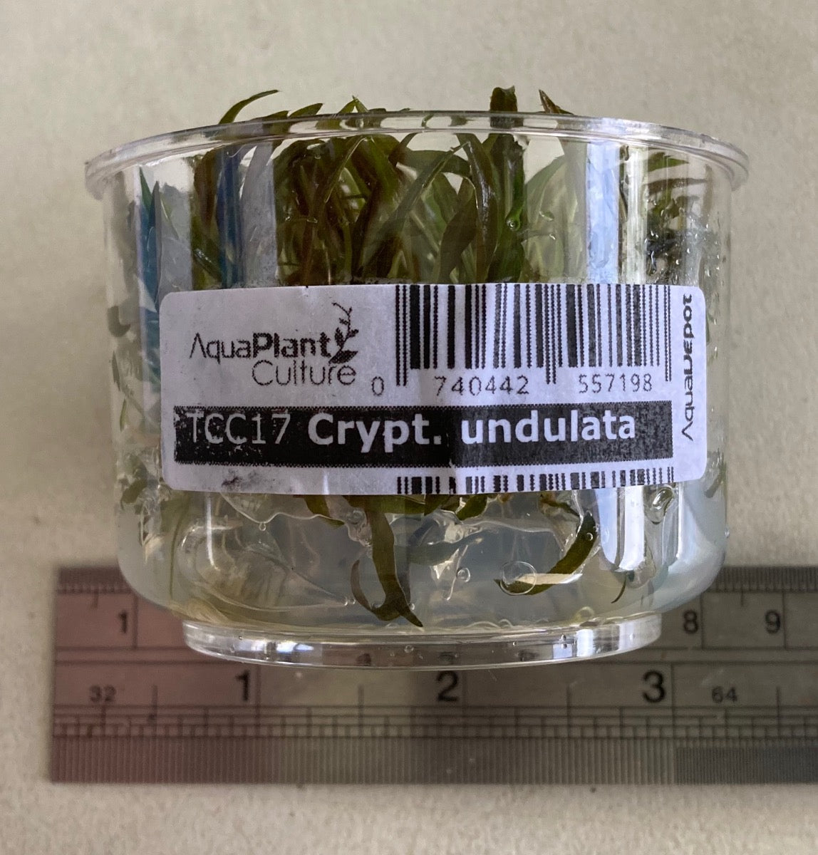 Cryptocoryne undulata tissue culture cup