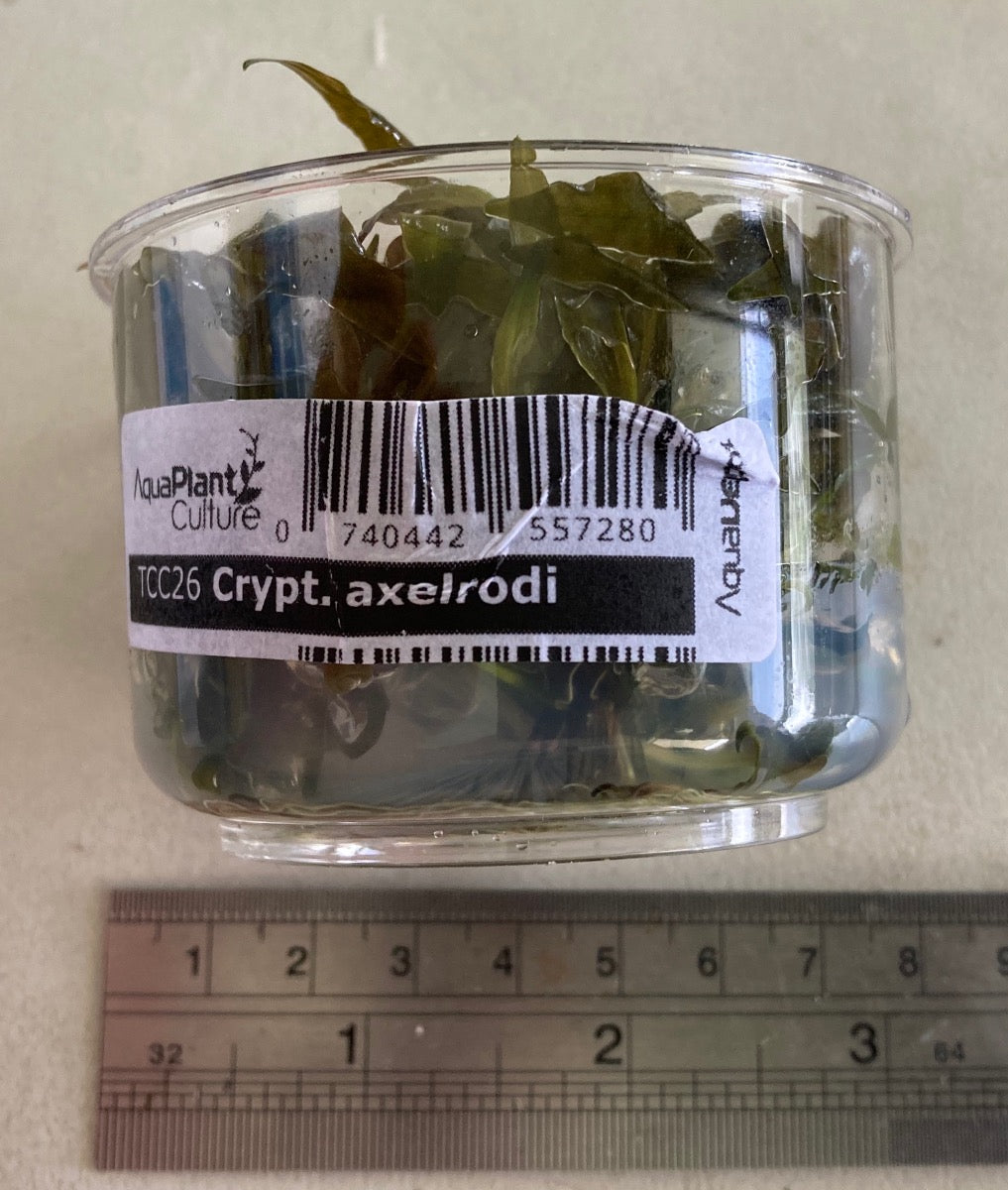 Cryptocoryne axelrodi tissue culture cup