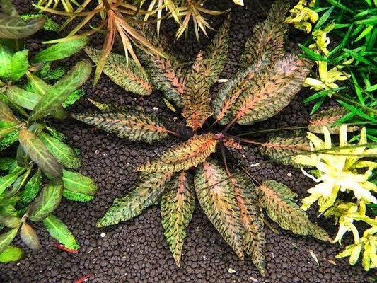 Live Plant Cryptocoryne Nurii Rosen Maiden Large