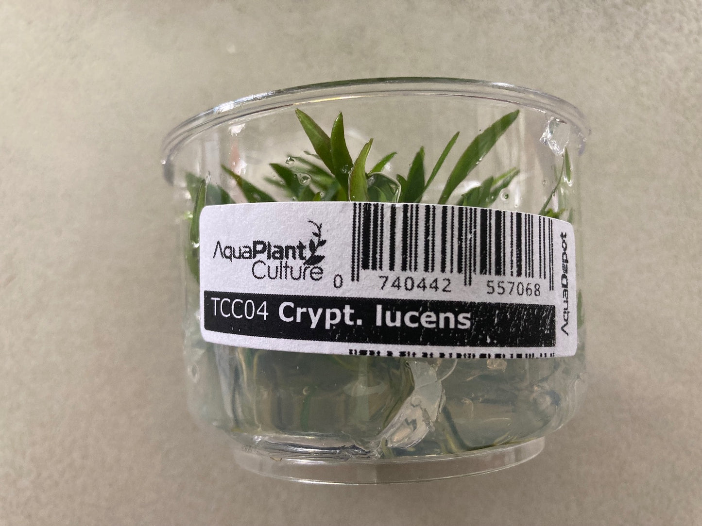 Cryptocoryne Lucens tissue culture cup.