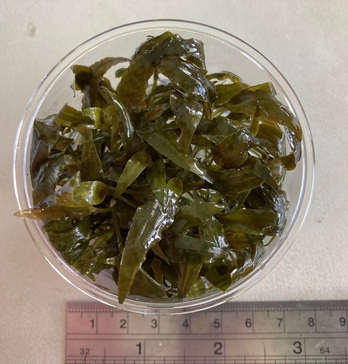 Cryptocoryne axelrodi tissue culture cup