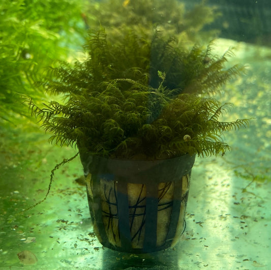 Phoenix Moss small pot