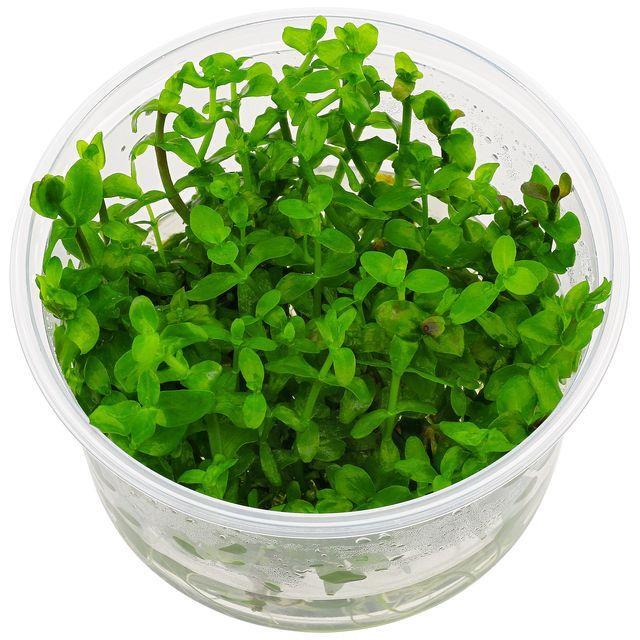 Live Plant Bacopa amplexicaulis ‘Giant Red Bacopa’ Tissue Culture