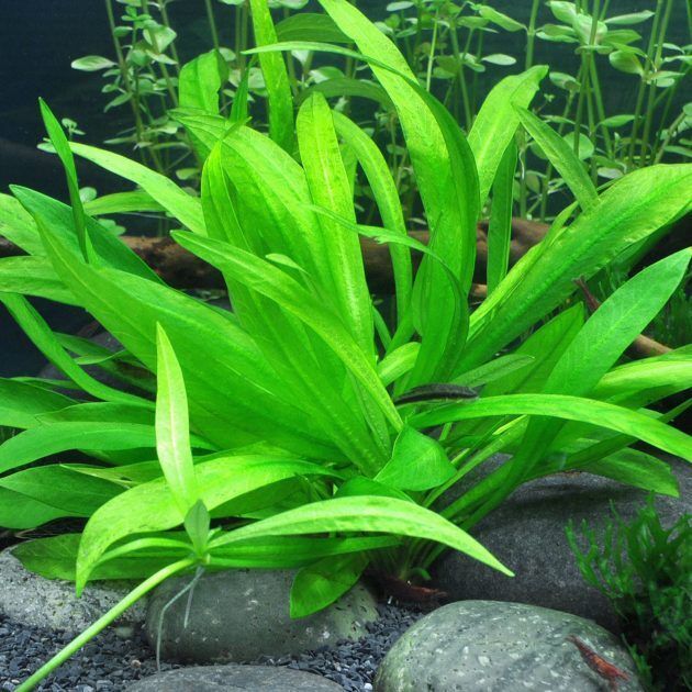 Live Plant Echinodorus Bolivianus 'Rusby' Tissue Culture