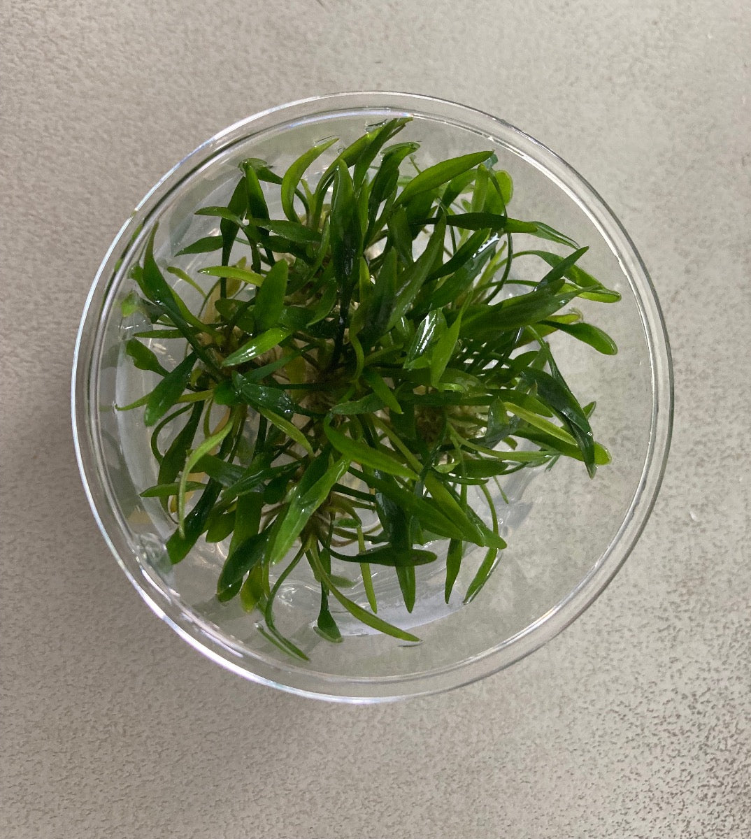 Cryptocoryne Lucens tissue culture cup.