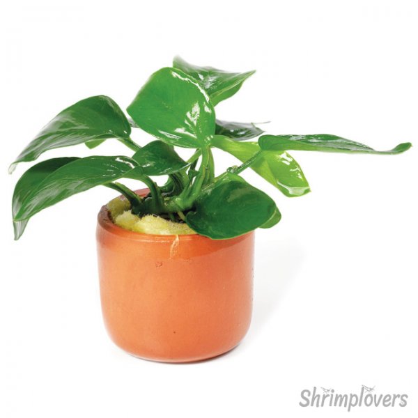 Live Plant Assorted Anubias Small Terra cotta pot