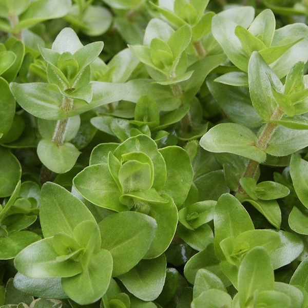 Live Plant Bacopa amplexicaulis ‘Giant Red Bacopa’ Tissue Culture