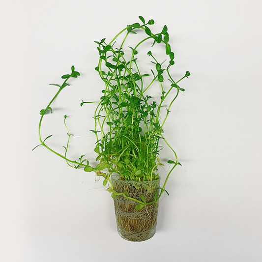 Live plant Bacopa Monnieri ‘Moneywort’