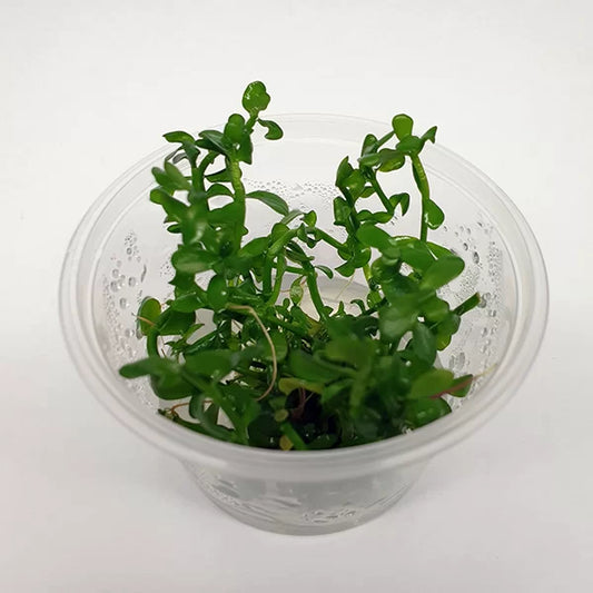 Live Plant Bacopa monnieri ‘Moneywort’ Tissue Culture