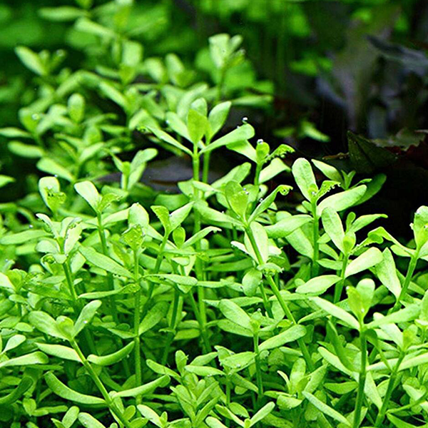 Live plant Bacopa Monnieri ‘Moneywort’