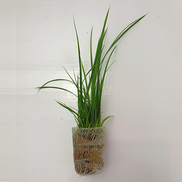 Live plant Cyperus helferi