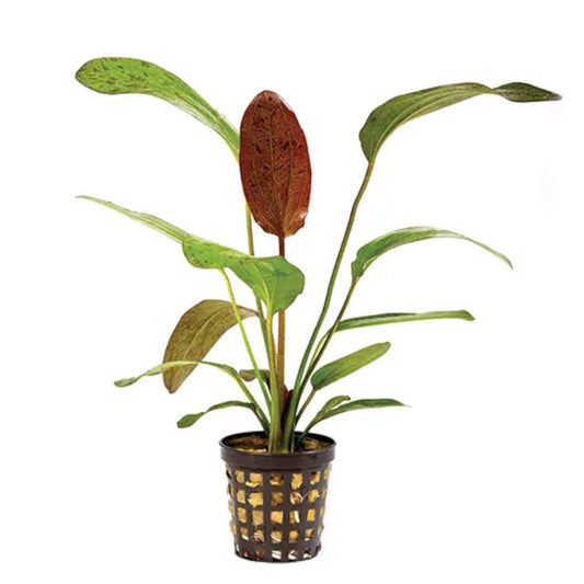 Live Plant Echinodorus Ozelot Red 5cm Pot