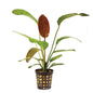 Live Plant Echinodorus Ozelot Red 5cm Pot