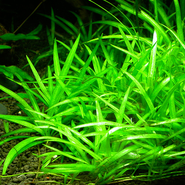 Live plant Echinodorus bolivianus (Rusby) Holm-Niels