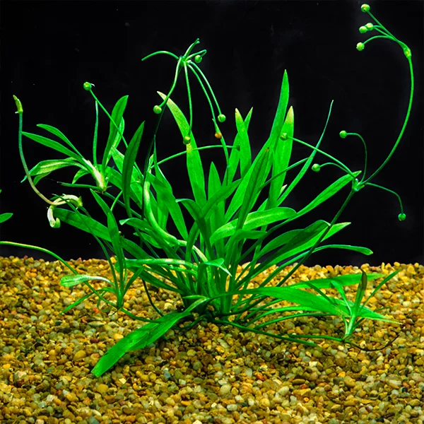 Live plant Echinodorus tenellus ‘Pygmy Chain Sword’