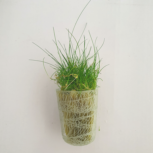 Live plant Eleocharis Acicularis ‘Dwarf Hair Grass’